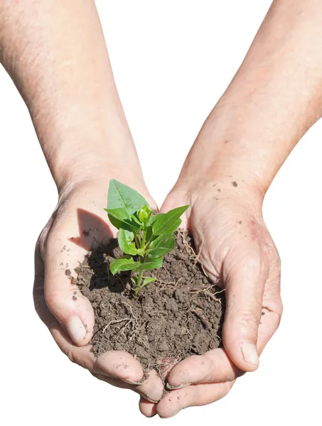 Boer handen met grond en groene spruit — Stockfoto