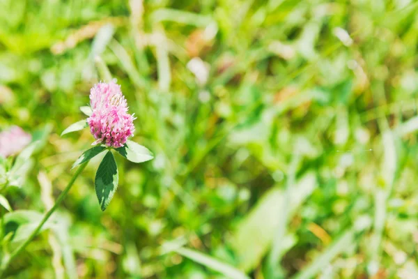 Flor de trevo no prado verde — Fotografia de Stock