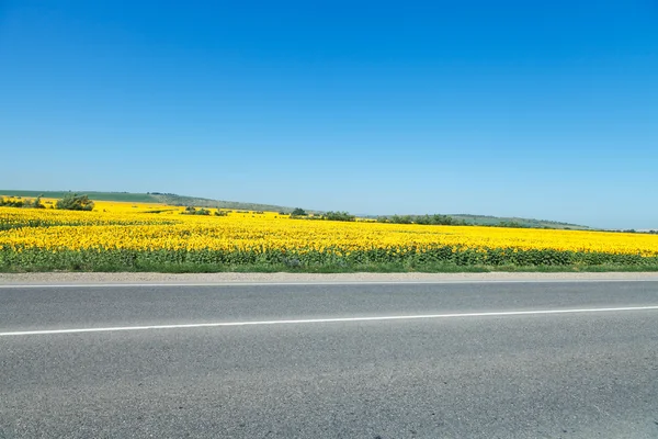 Straße und Sonnenblumenfelder im Kaukasus — Stockfoto