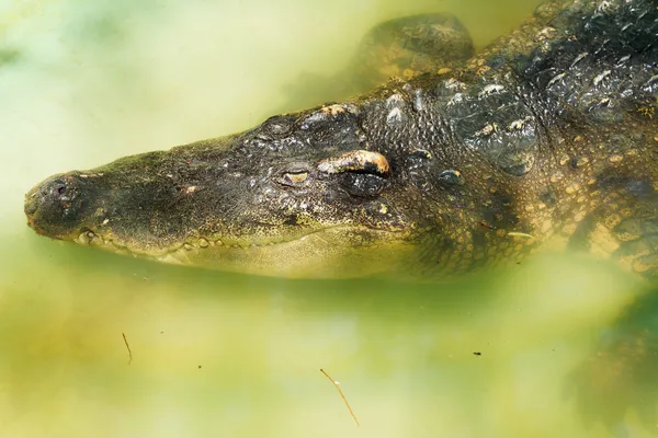 Cocodrilo en agua amarilla — Foto de Stock