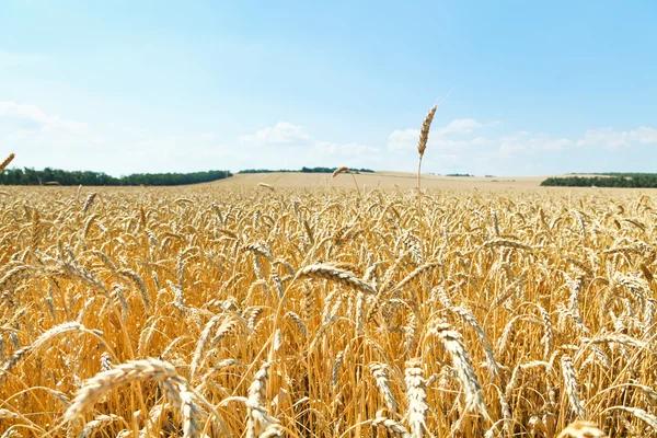 Ähre über reifes Weizenfeld — Stockfoto