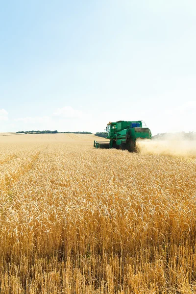 Harvesting ripe wheat in caucasus region — Stock Photo, Image