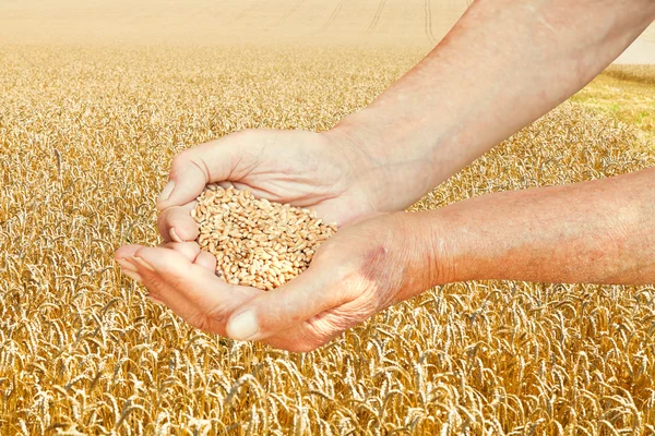 Rustic worker hands hold seeds on wheat field — Stock Photo, Image