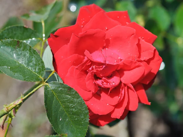 Red flower of decorative rose outdoors — Stock Photo, Image