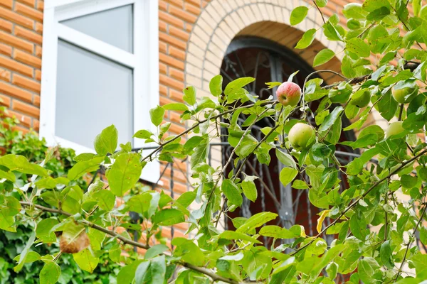 新的乡村房子前面的苹果树树枝 — 图库照片