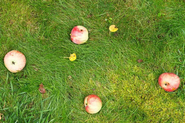 Poucas maçãs maduras caídas jazem na grama verde — Fotografia de Stock