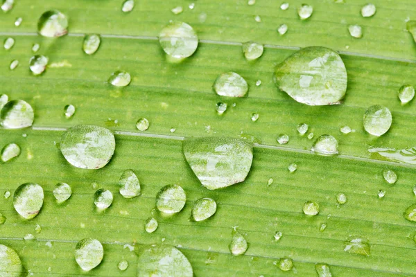 Regendruppels op groene blad van iris close-up — Stockfoto