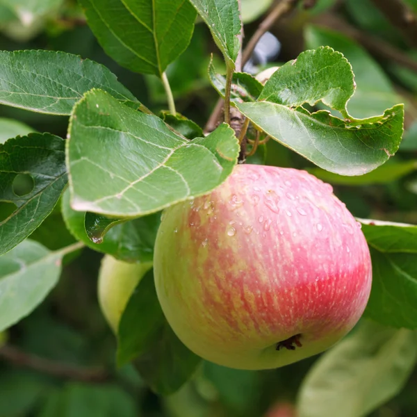 Red ripe apple on green sprig close up — Stock Photo, Image