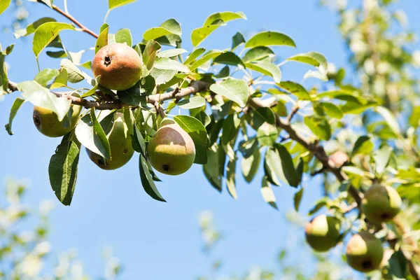 Şube ile orchard olgun armut — Stok fotoğraf