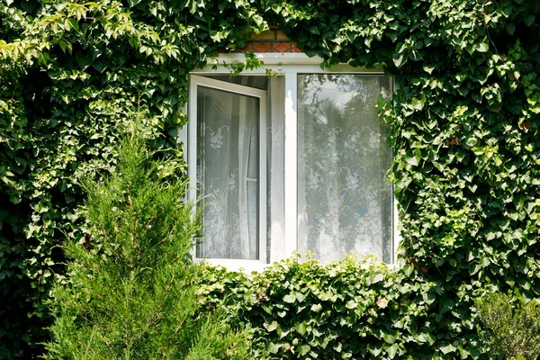 Green ivy around new open window — Stock Photo, Image