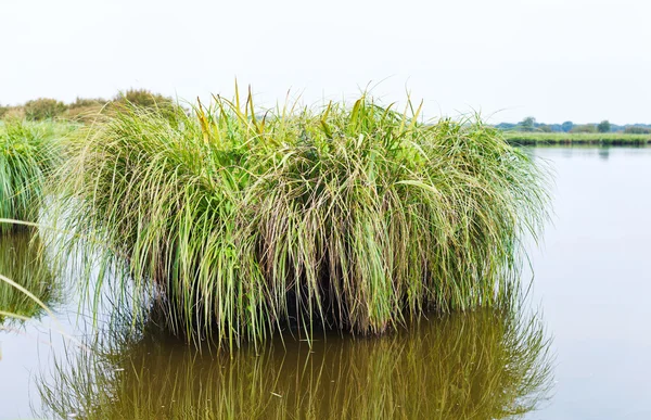 Overgrown ilha verde em Briere Marsh, França — Fotografia de Stock