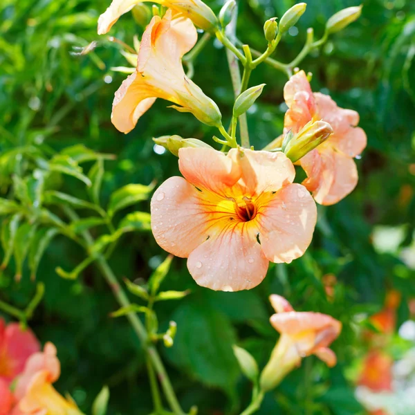 Rosafarbene Blüten von Convolvulus — Stockfoto