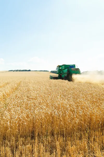Harvesting ripe wheat in caucasus region Stock Picture