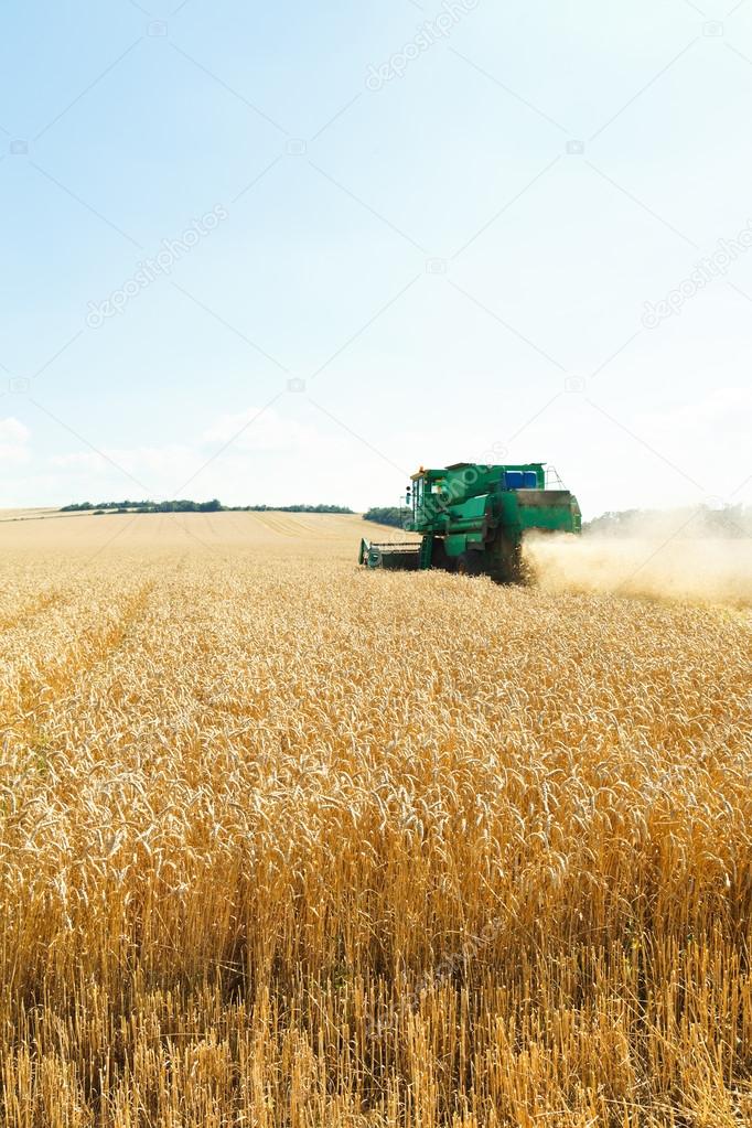 harvesting ripe wheat in caucasus region