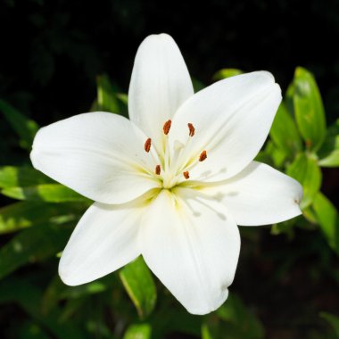 beyaz çiçek lilium candidum görünümünü yukarıda