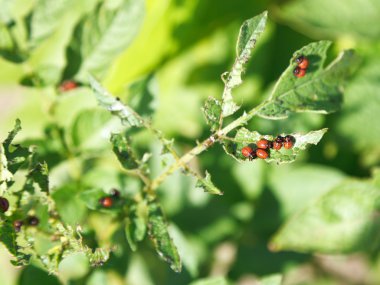 patates Colorado patates böceği tırtıl yiyor