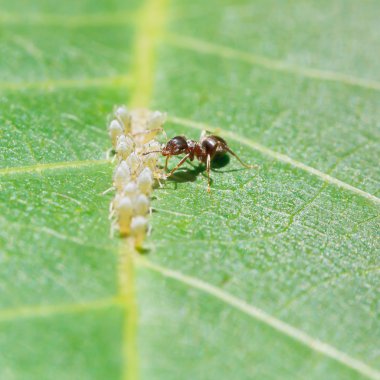 karınca honeydew yaprak biti grubundan yaprağına toplar