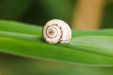 salyangoz kamışı yaprak üzerinde