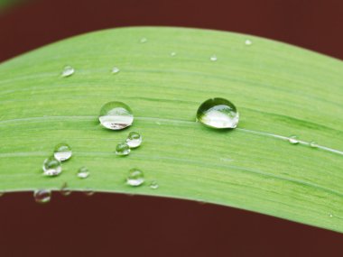 Yağmur damlaları iris yeşil yaprak üzerinde kapat