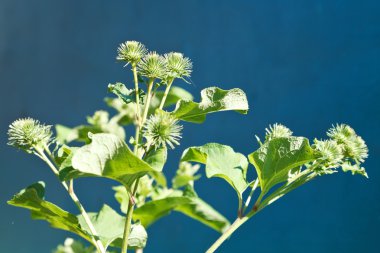 arctium fındık (büyük dulavratotu dikenli başkanları)