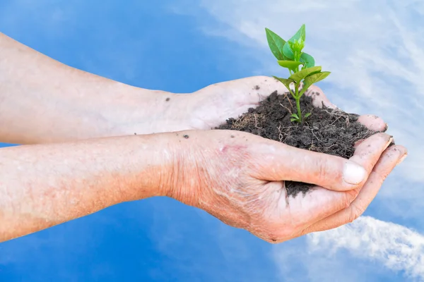 Peasant hands with handful soil and green sprout — Stock Photo, Image