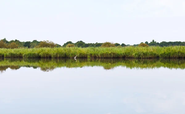 Grey heron and green coast of Briere Marsh, France — Stock Photo, Image