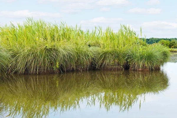 绿色的小岛，在布里埃的沼泽地里，法国 — 图库照片