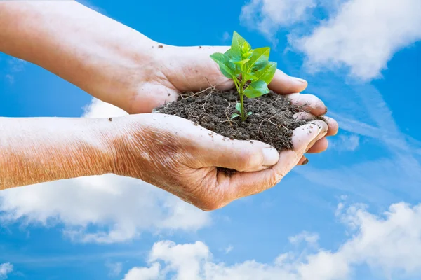 Farmer hands with handful soil and green sprout — Stock Photo, Image