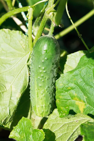 Rijp komkommer in bladeren — Stockfoto