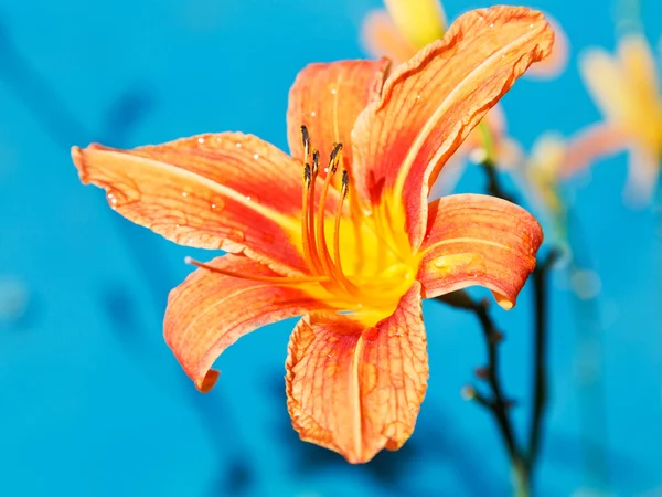 Flor de laranja de lírio fechar ao ar livre — Fotografia de Stock