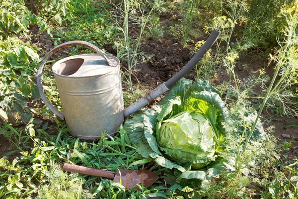 Mengejek, menyiram kaleng dan kubis di kebun — Stok Foto