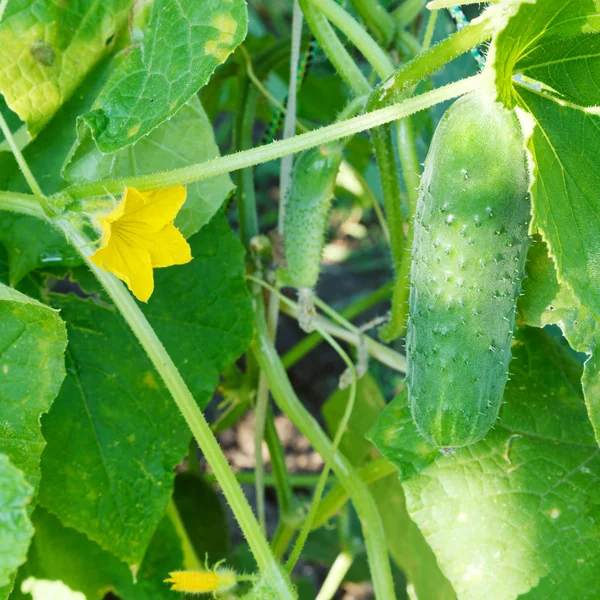 Sárga virág és a zöld uborka közelről — Stock Fotó