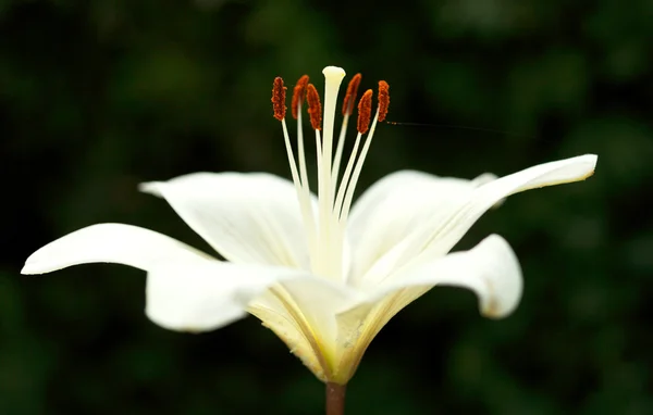 A fehér virágos lilium candidum oldalnézete — Stock Fotó