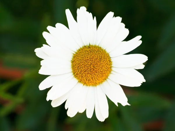 Frais oeil de boeuf fleur de marguerite fermer — Photo