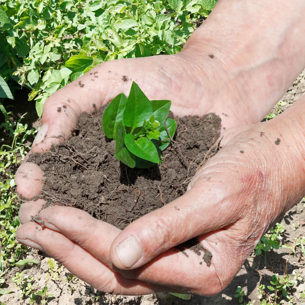 Männliche Handvoll Erde mit grünen Sprossen — Stockfoto