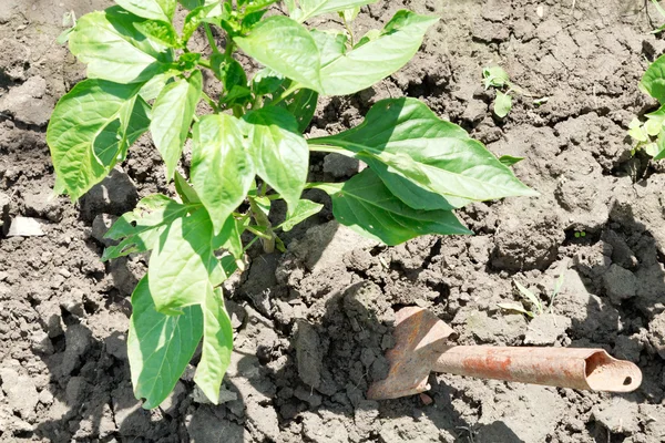 Hilling of bush bell pepper — Stock Photo, Image