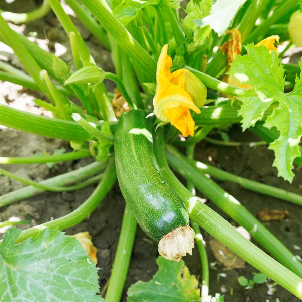 Reife Zucchini auf grünem Strauch im Garten — Stockfoto