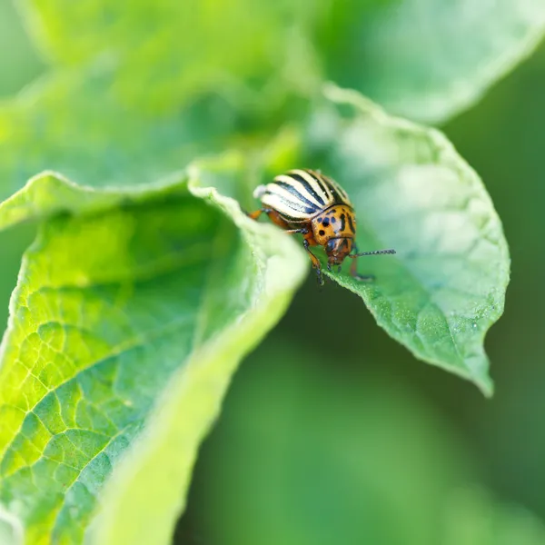 Potato bug eating potatoes leaves — Stock Photo, Image