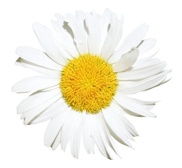 Ox-eye daisy flower close-up geïsoleerde — Stockfoto