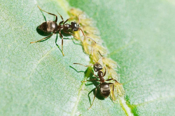 Dos hormigas que cuidan de los pulgones grupo en hoja —  Fotos de Stock