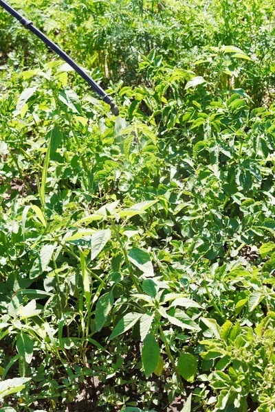 Sprutning av insektsmedel på potatis plantage — Stockfoto