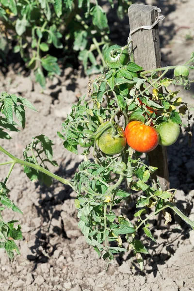 Red and green tomato plant in garden — Stock Photo, Image