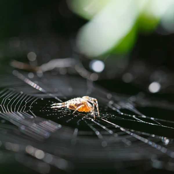 European garden spider on cobweb close up — Stock Photo, Image