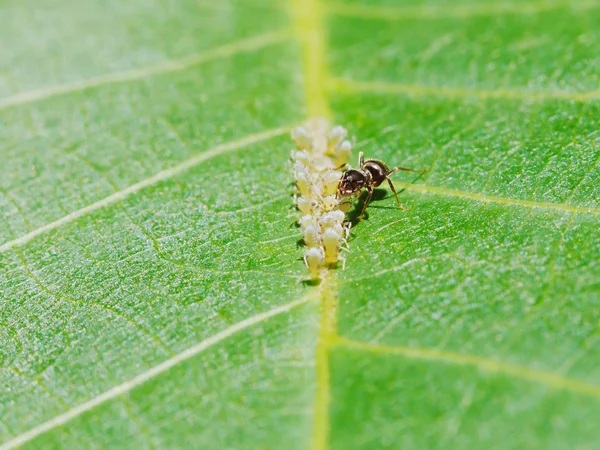 Ant extracting honeydew from aphids herd on leaf — Stock Photo, Image