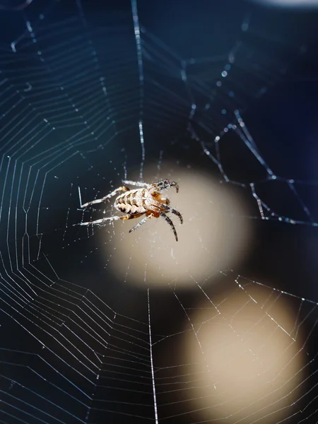 Female European garden spider on spiderweb — Stock Photo, Image