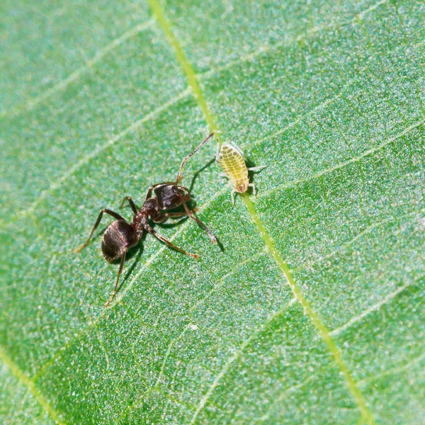 Ant tending one aphid on leaf of walnut tree — Stock Photo, Image