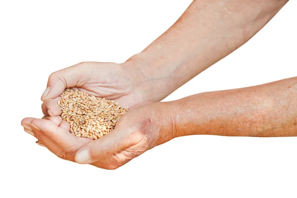 Male hands hold handful with wheat grains — Stock Photo, Image