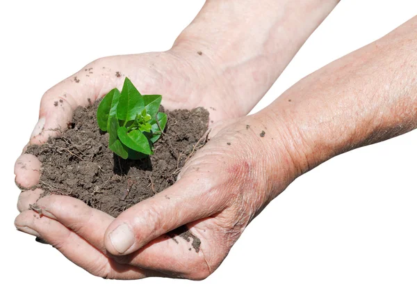 Fazendeiro mãos com solo e broto verde — Fotografia de Stock