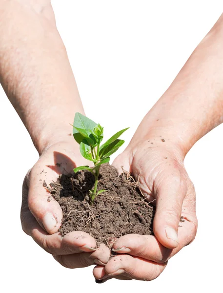 Mannelijke handvol met grond en groene spruit — Stockfoto