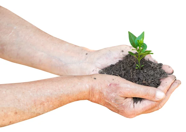 Old man hands with soil and green sprout — Stock Photo, Image